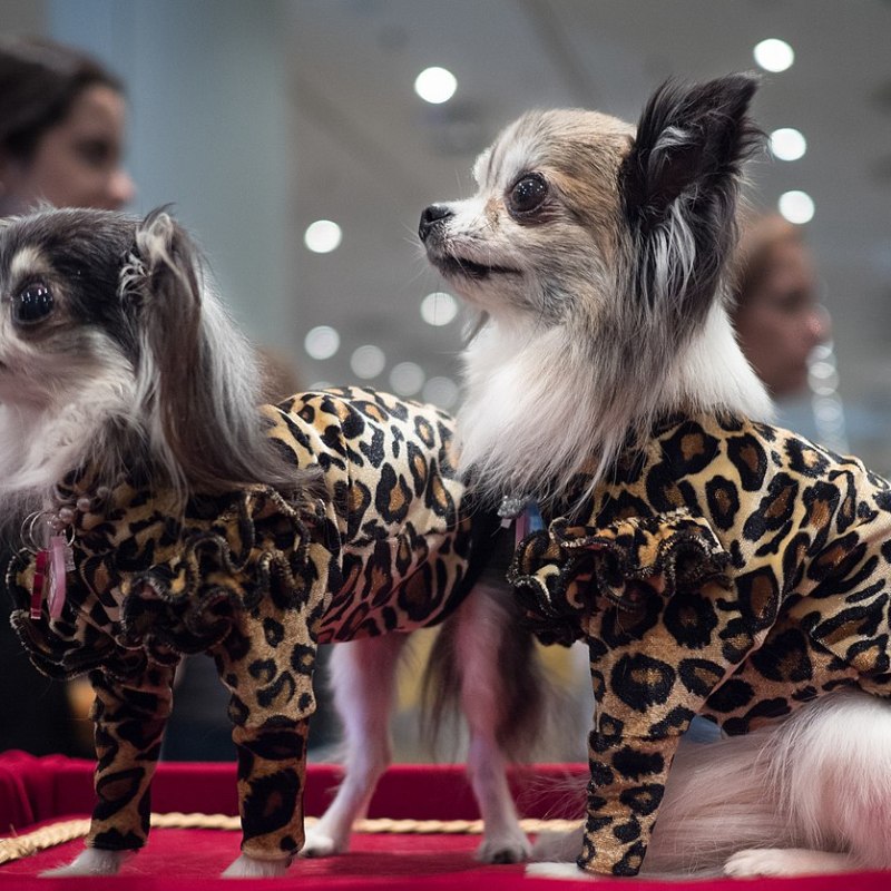 Hollywood Fashion for&nbsp;Dogs