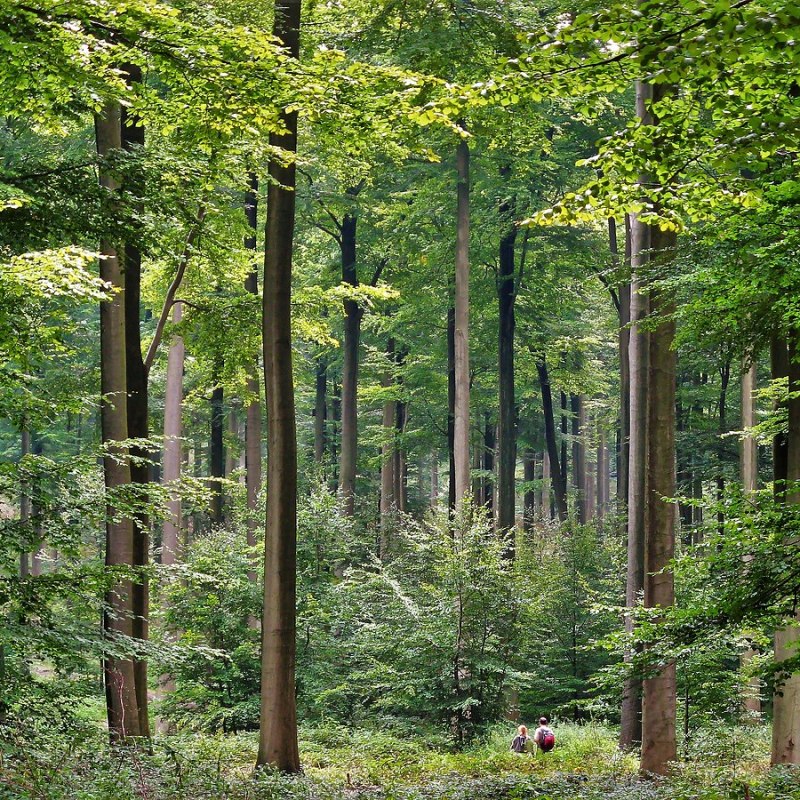 Trees Improve Your&nbsp;Health