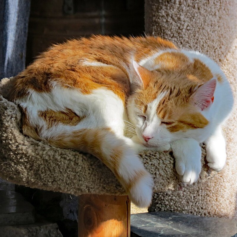 What Causes Laziness?